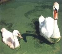 Algal bloom on Spring Lake